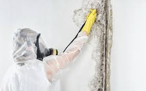 Why You Should Choose Our Mold Remediation Services in Lincolnton, GA